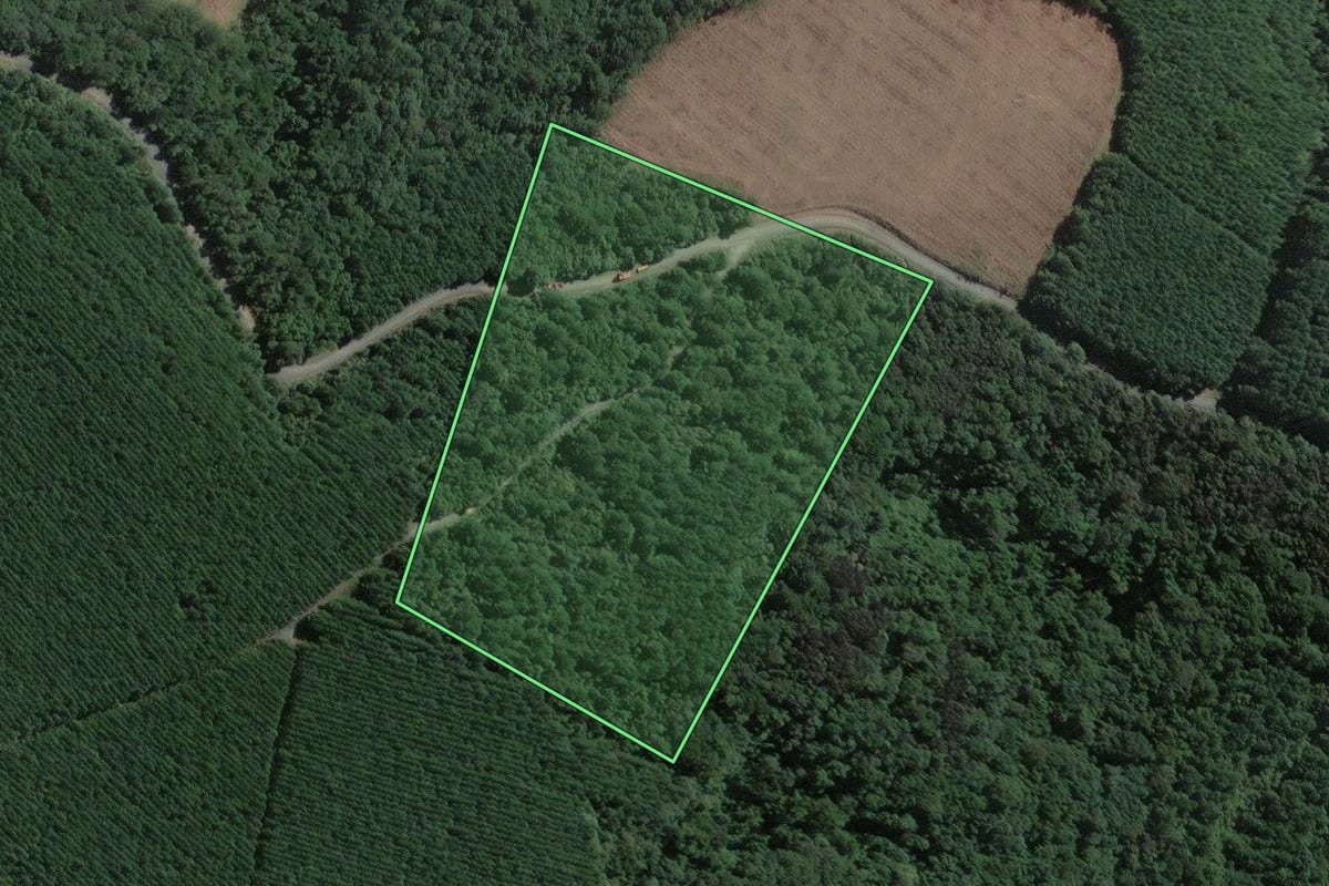 Imagem de satélite do imóvel rural em Antônio Olinto (PR), com o contorno declarado no CAR desenhado por cima.