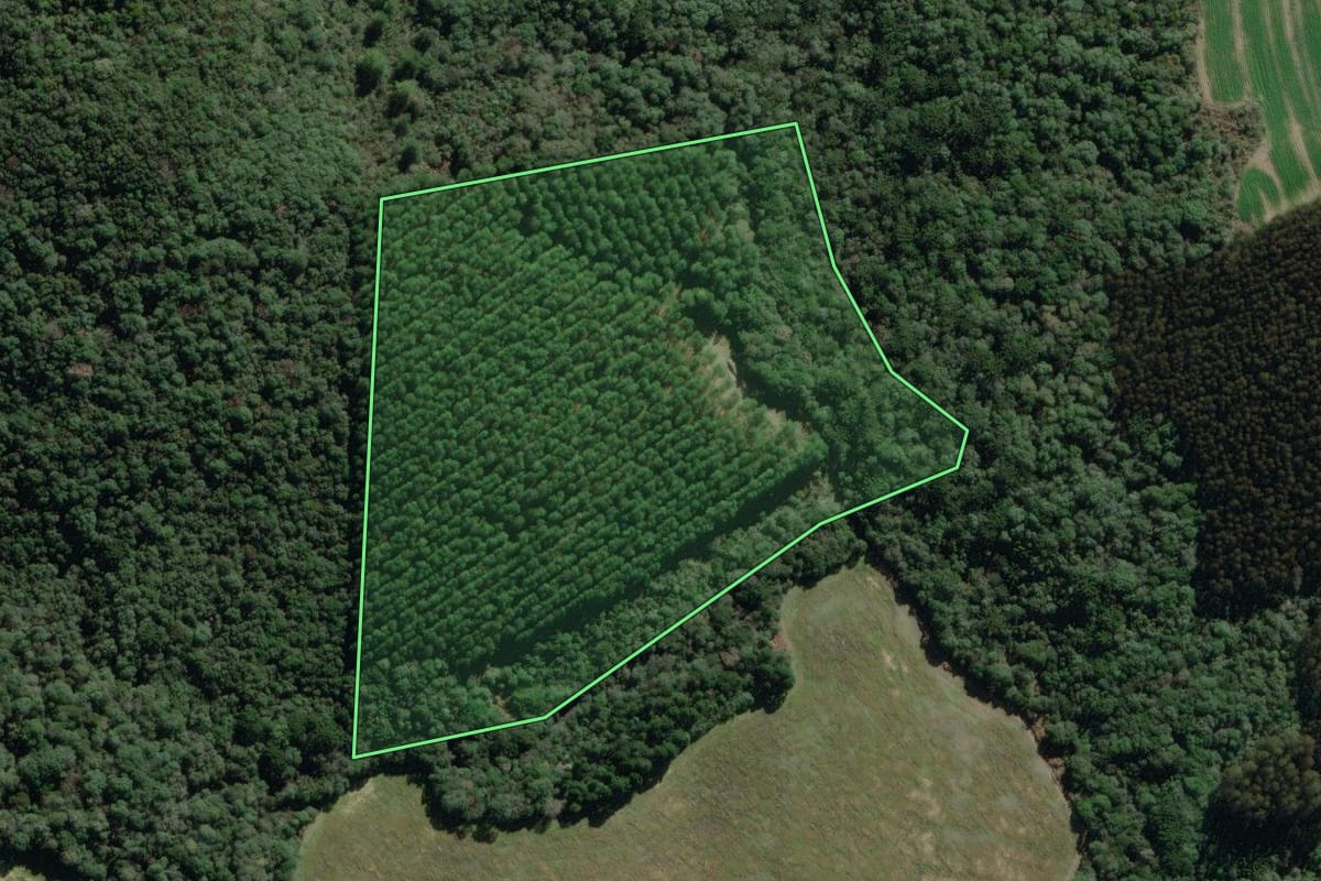 Imagem de satélite do imóvel rural em Antônio Olinto (PR), com o contorno declarado no CAR desenhado por cima.