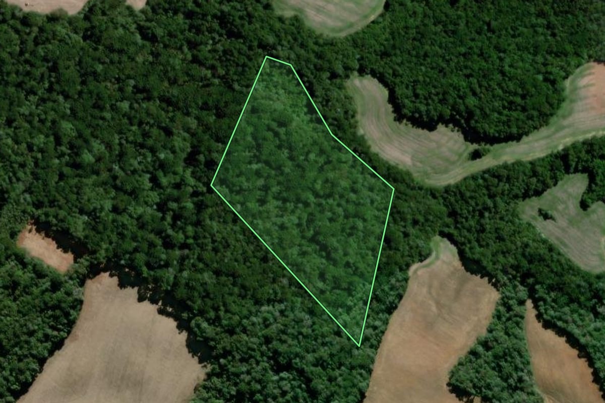 Imagem de satélite do imóvel rural em Palmeira (PR), com o contorno declarado no CAR desenhado por cima.
