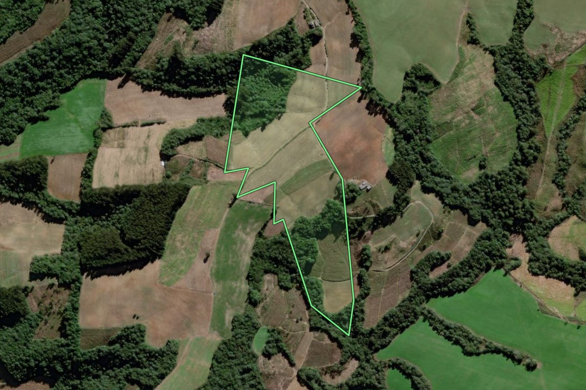 Imagem de satélite do imóvel rural em São João do Triunfo (PR), com o contorno declarado no CAR desenhado por cima.