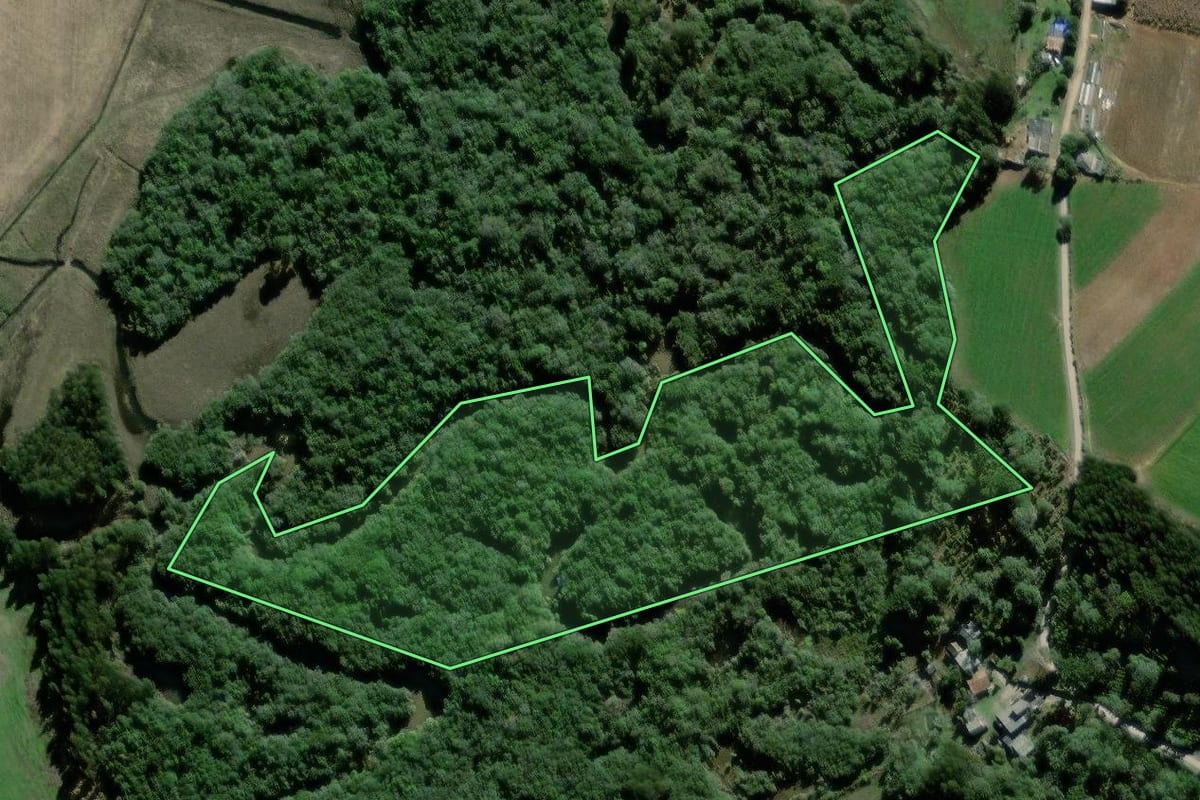 Imagem de satélite do imóvel rural em São João do Triunfo (PR), com o contorno declarado no CAR desenhado por cima.