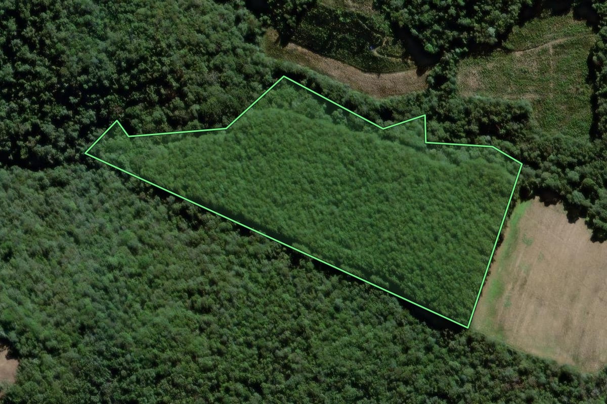 Imagem de satélite do imóvel rural em São João do Triunfo (PR), com o contorno declarado no CAR desenhado por cima.