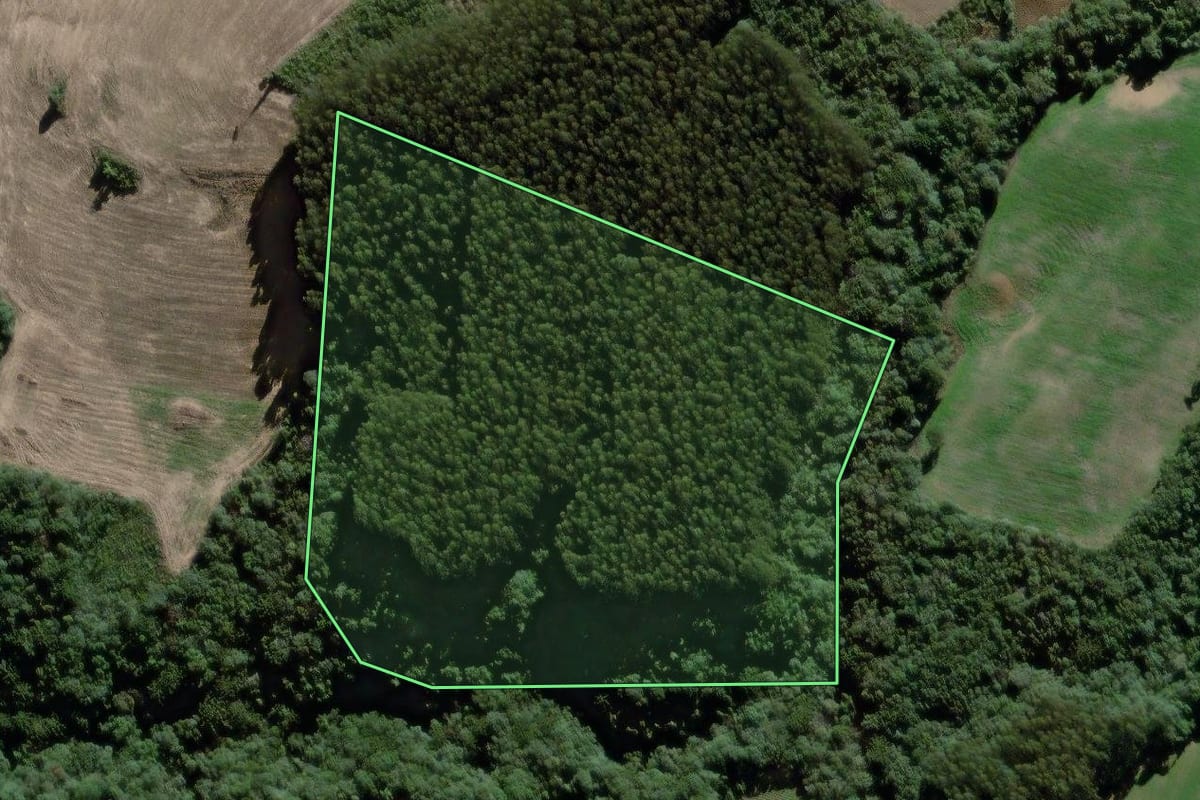 Imagem de satélite do imóvel rural em São João do Triunfo (PR), com o contorno declarado no CAR desenhado por cima.