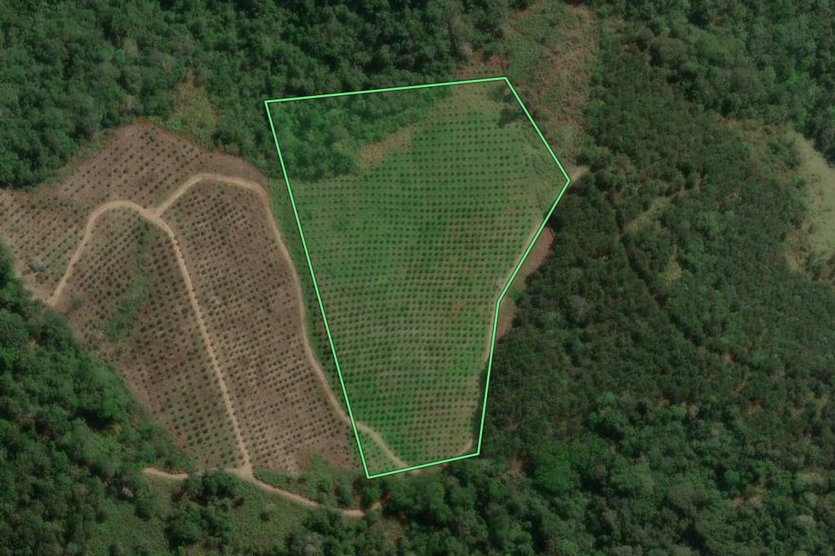 Imagem de satélite do imóvel rural em Doutor Ulysses (PR), com o contorno declarado no CAR desenhado por cima.
