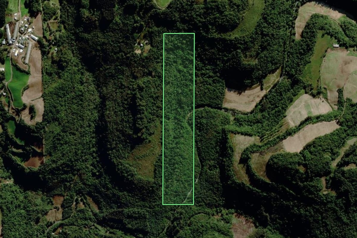 Imagem de satélite do imóvel rural em Carlos Barbosa (RS), com o contorno declarado no CAR desenhado por cima.