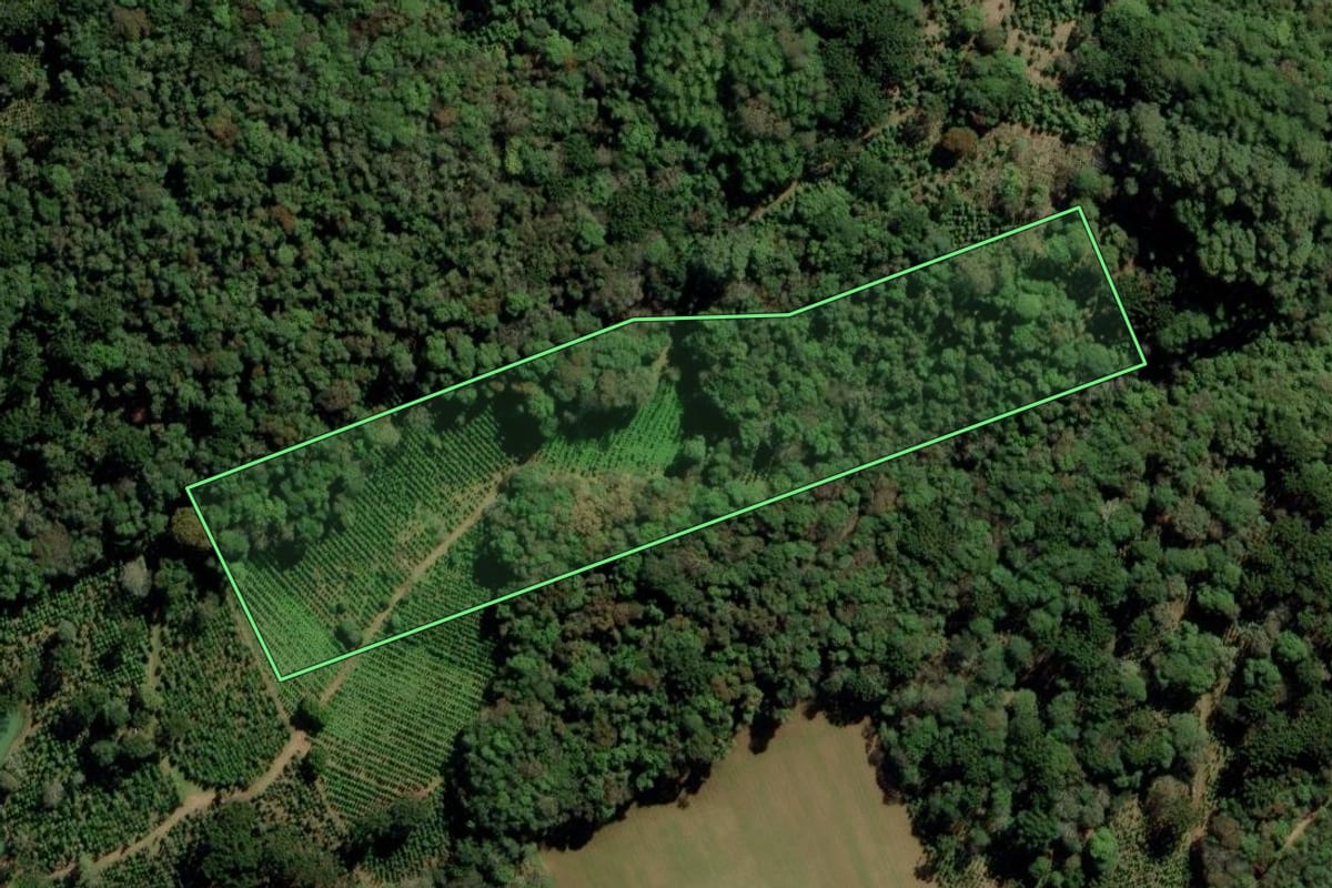 Imagem de satélite do imóvel rural em Ilópolis (RS), com o contorno declarado no CAR desenhado por cima.