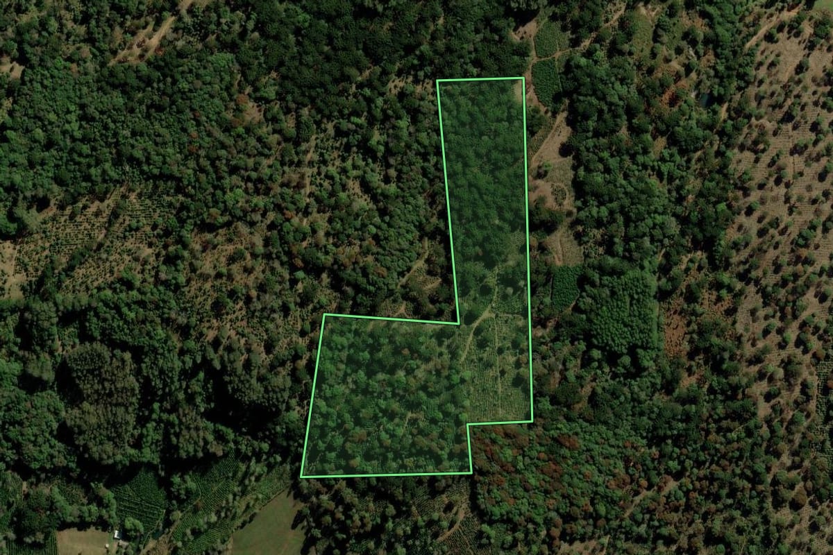 Imagem de satélite do imóvel rural em Ilópolis (RS), com o contorno declarado no CAR desenhado por cima.