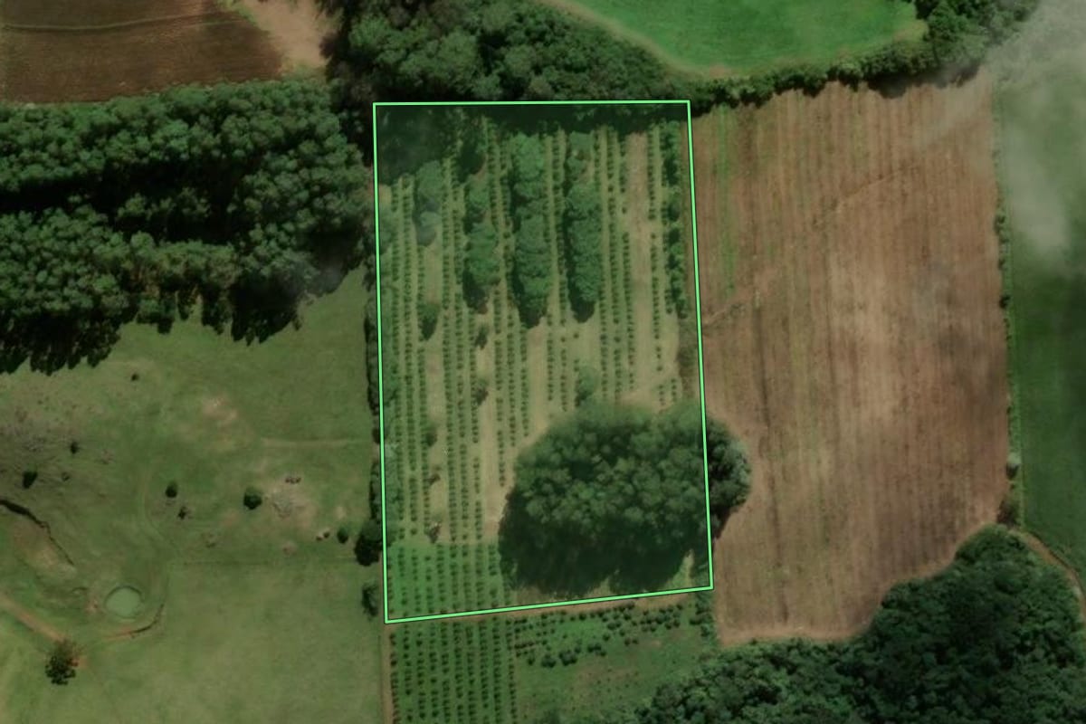 Imagem de satélite do imóvel rural em Nova Roma do Sul (RS), com o contorno declarado no CAR desenhado por cima.
