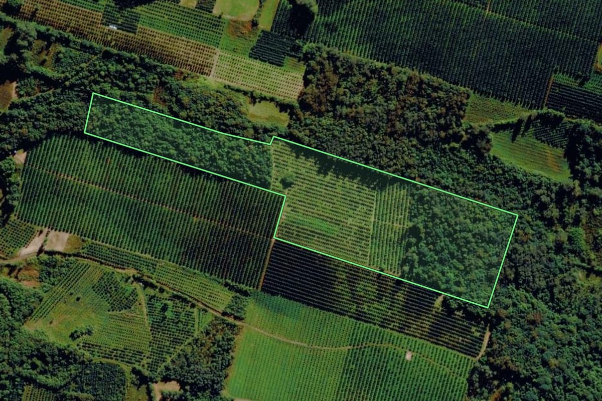 Imagem de satélite do imóvel rural em Pareci Novo (RS), com o contorno declarado no CAR desenhado por cima.