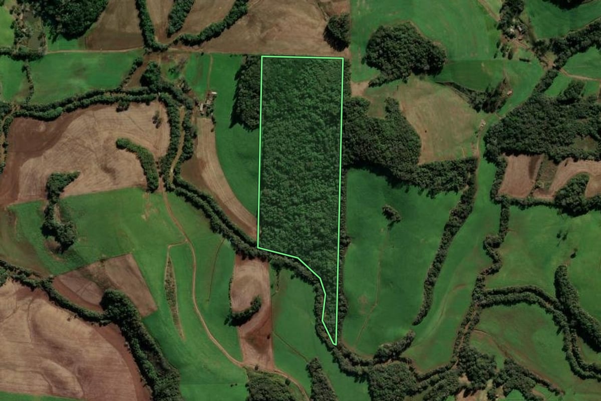 Imagem de satélite do imóvel rural em Paulo Bento (RS), com o contorno declarado no CAR desenhado por cima.