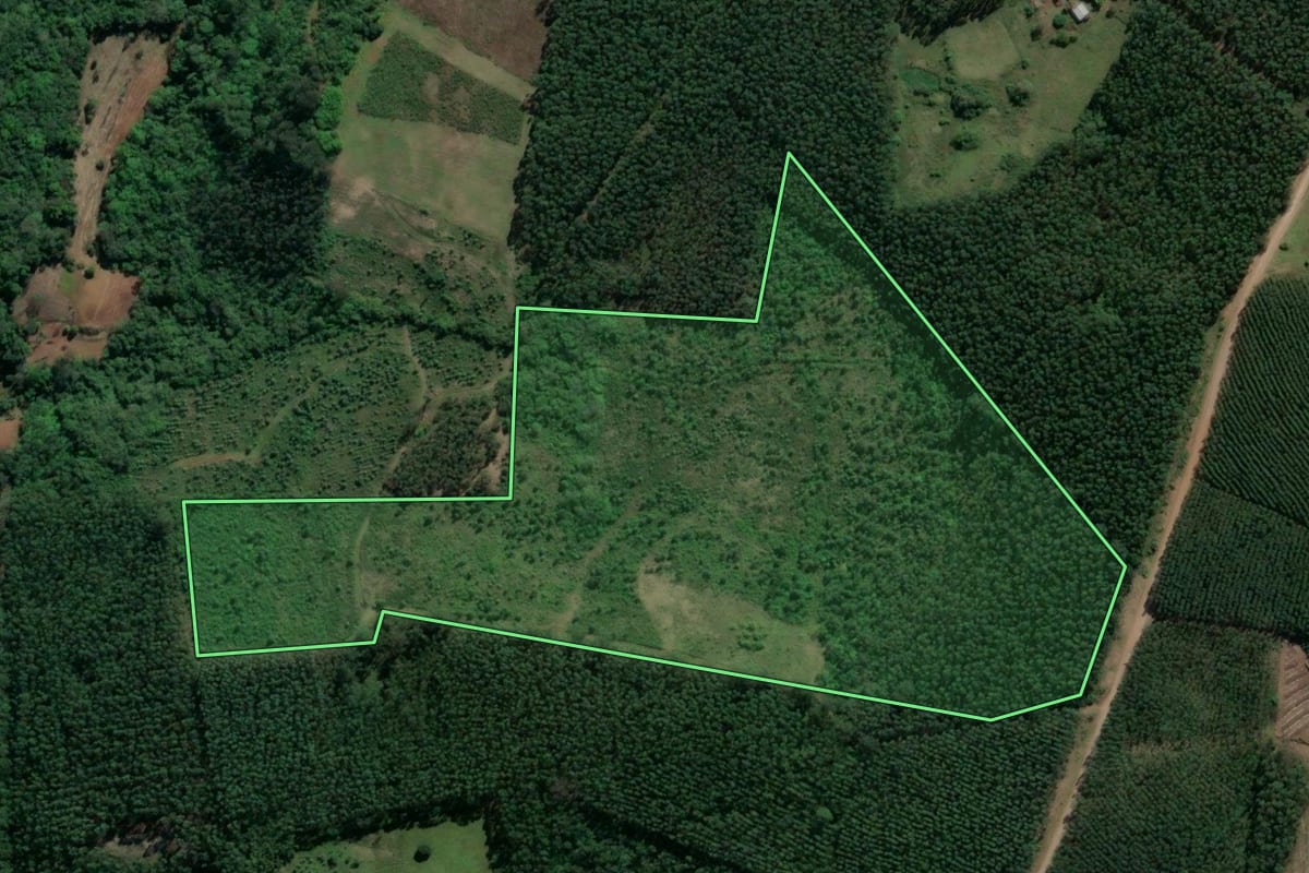 Imagem de satélite do imóvel rural em Paverama (RS), com o contorno declarado no CAR desenhado por cima.