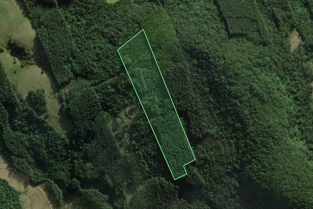 Imagem de satélite do imóvel rural em Rolante (RS), com o contorno declarado no CAR desenhado por cima.