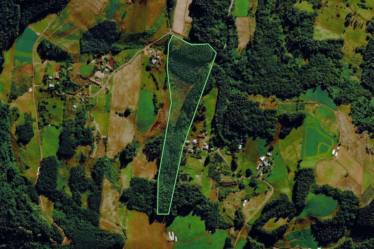 Imagem de satélite do imóvel rural em Salvador do Sul (RS), com o contorno declarado no CAR desenhado por cima.