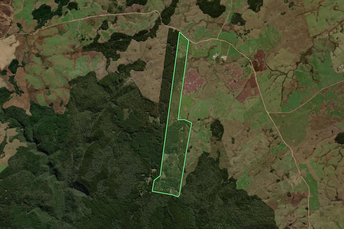 Imagem de satélite do imóvel rural em São Francisco de Paula (RS), com o contorno declarado no CAR desenhado por cima.
