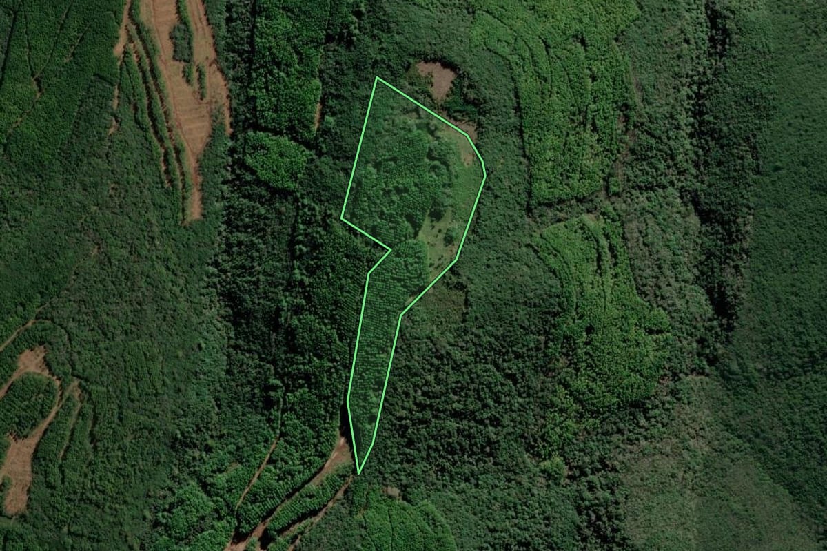 Imagem de satélite do imóvel rural em São Francisco de Paula (RS), com o contorno declarado no CAR desenhado por cima.