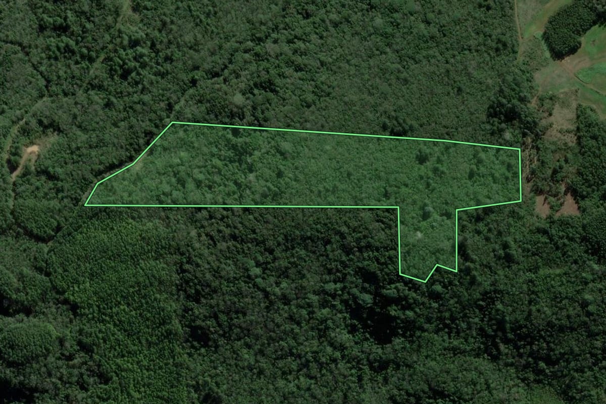 Imagem de satélite do imóvel rural em São Francisco de Paula (RS), com o contorno declarado no CAR desenhado por cima.