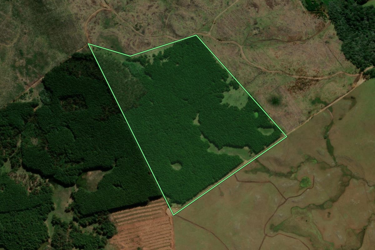 Imagem de satélite do imóvel rural em São Francisco de Paula (RS), com o contorno declarado no CAR desenhado por cima.