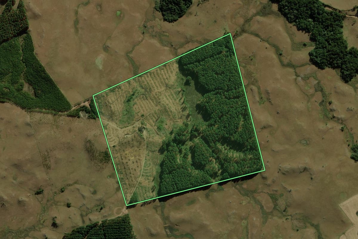 Imagem de satélite do imóvel rural em São Francisco de Paula (RS), com o contorno declarado no CAR desenhado por cima.