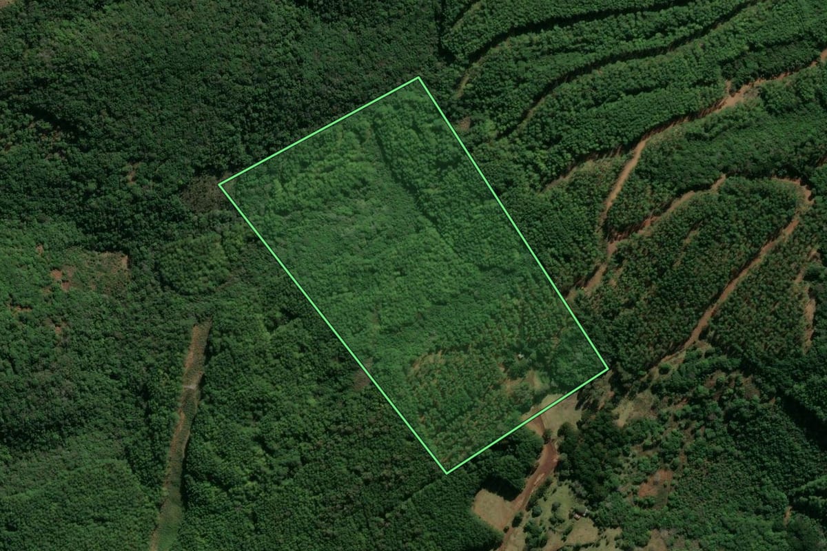Imagem de satélite do imóvel rural em São Francisco de Paula (RS), com o contorno declarado no CAR desenhado por cima.