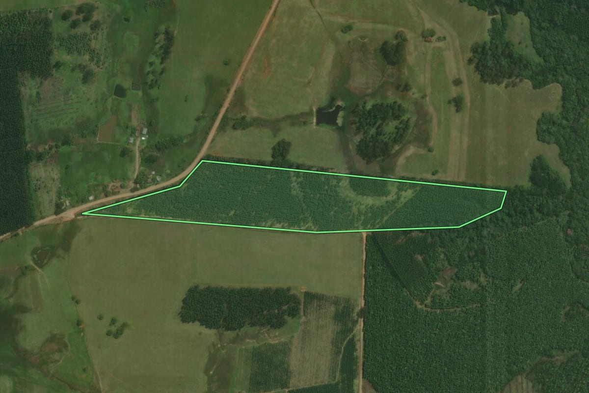 Imagem de satélite do imóvel rural em Triunfo (RS), com o contorno declarado no CAR desenhado por cima.