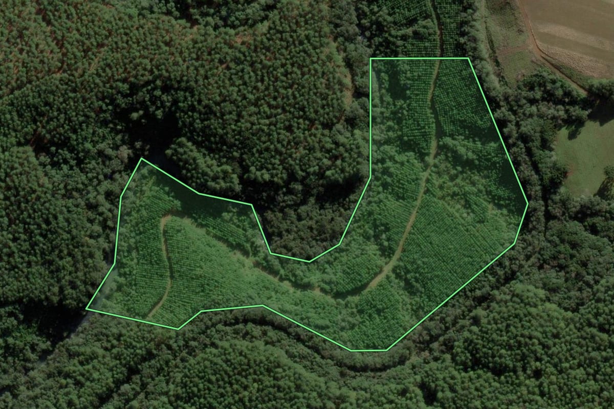 Imagem de satélite do imóvel rural em Calmon (SC), com o contorno declarado no CAR desenhado por cima.