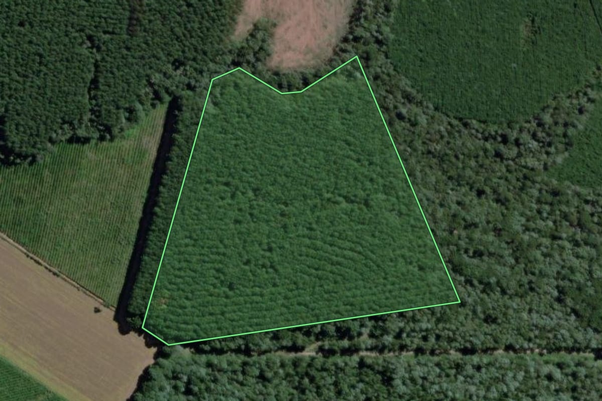 Imagem de satélite do imóvel rural em Mafra (SC), com o contorno declarado no CAR desenhado por cima.