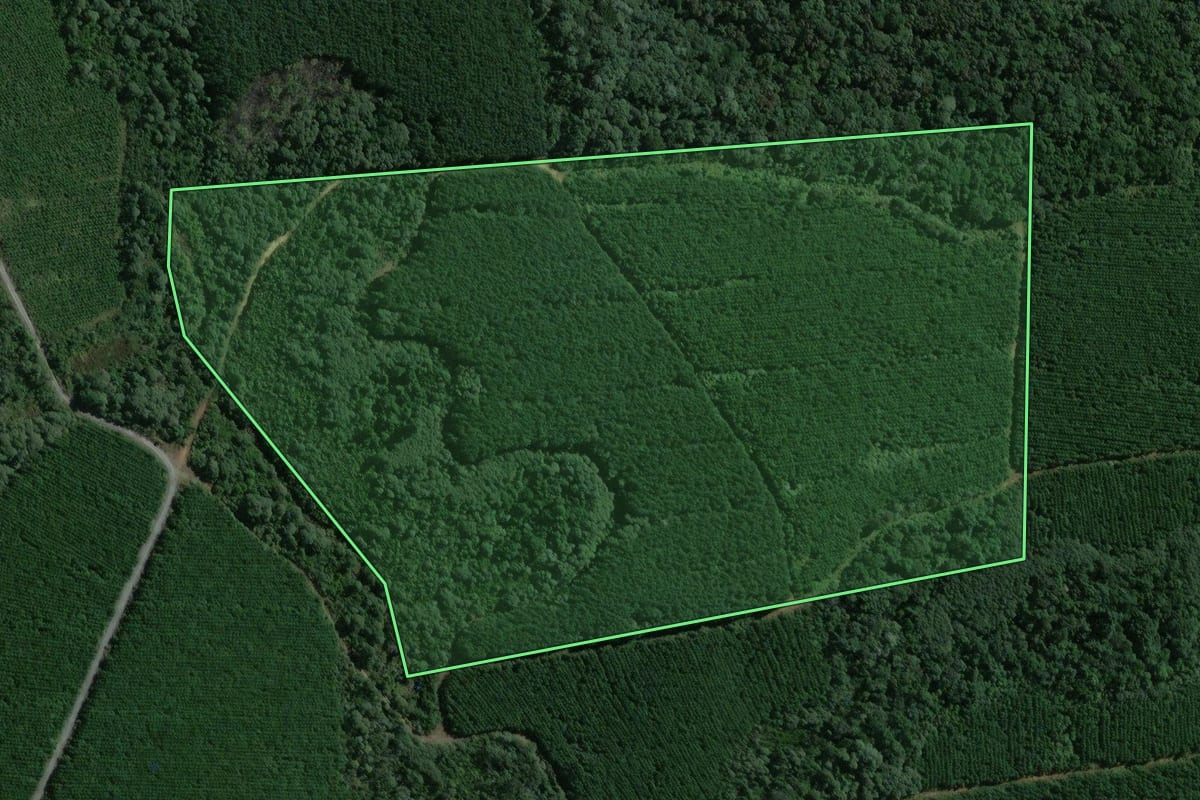 Imagem de satélite do imóvel rural em Mafra (SC), com o contorno declarado no CAR desenhado por cima.