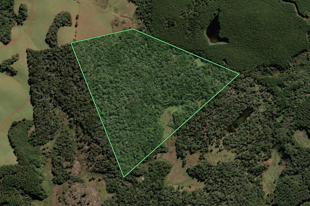 Imagem de satélite do imóvel rural em Vargem (SC), com o contorno declarado no CAR desenhado por cima.