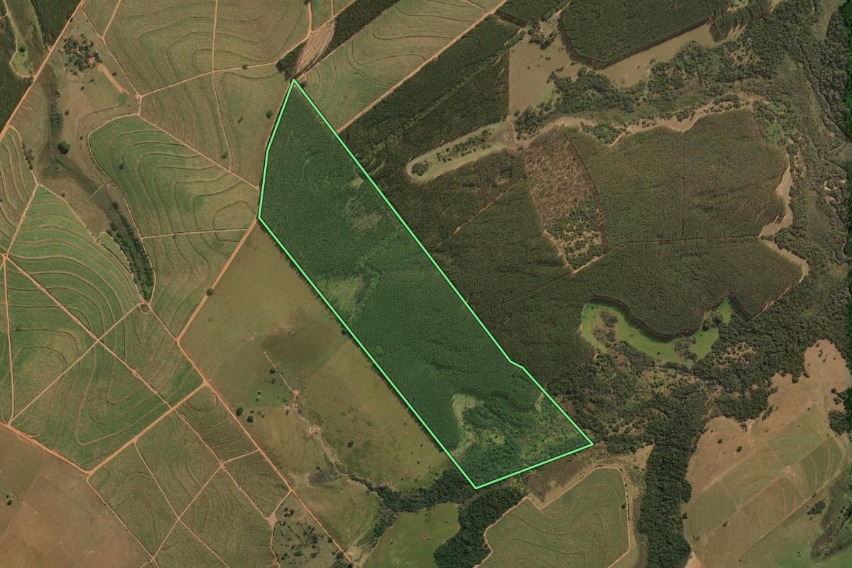 Imagem de satélite do imóvel rural em Cafelândia (SP), com o contorno declarado no CAR desenhado por cima.