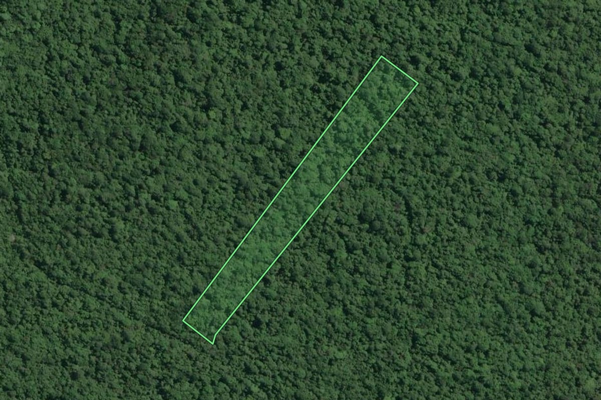 Imagem de satélite do imóvel rural em Cananéia (SP), com o contorno declarado no CAR desenhado por cima.