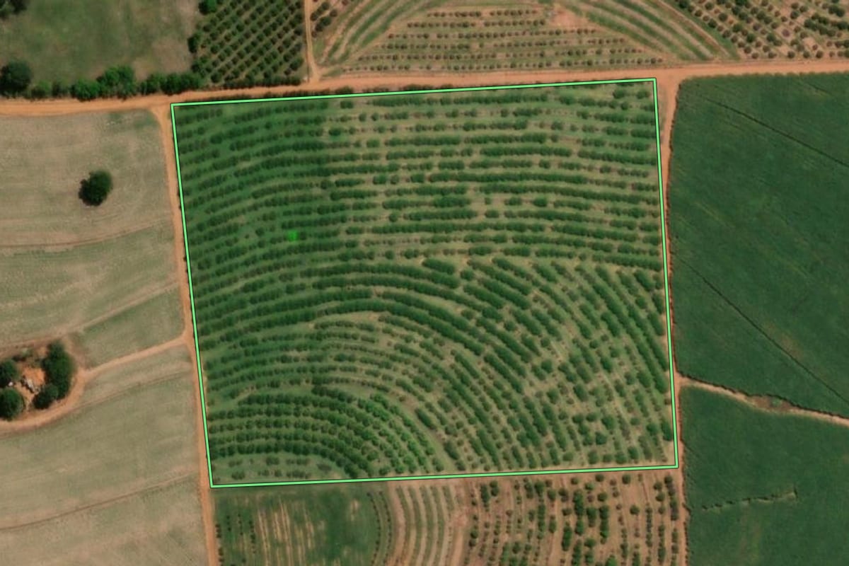 Imagem de satélite do imóvel rural em Itajobi (SP), com o contorno declarado no CAR desenhado por cima.