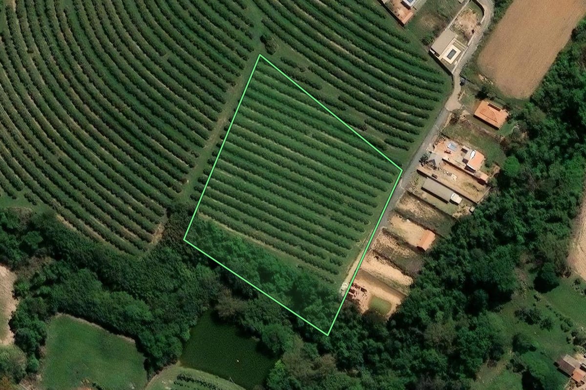 Imagem de satélite do imóvel rural em Limeira (SP), com o contorno declarado no CAR desenhado por cima.