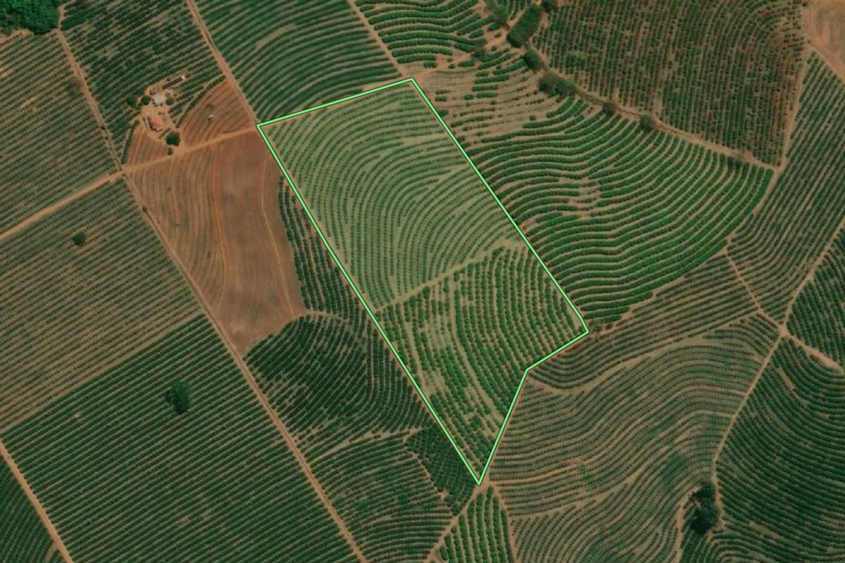 Imagem de satélite do imóvel rural em Monte Alto (SP), com o contorno declarado no CAR desenhado por cima.