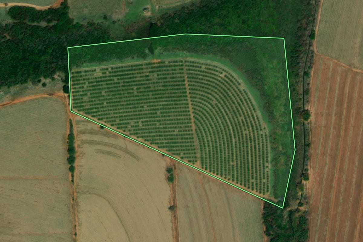 Imagem de satélite do imóvel rural em Novais (SP), com o contorno declarado no CAR desenhado por cima.
