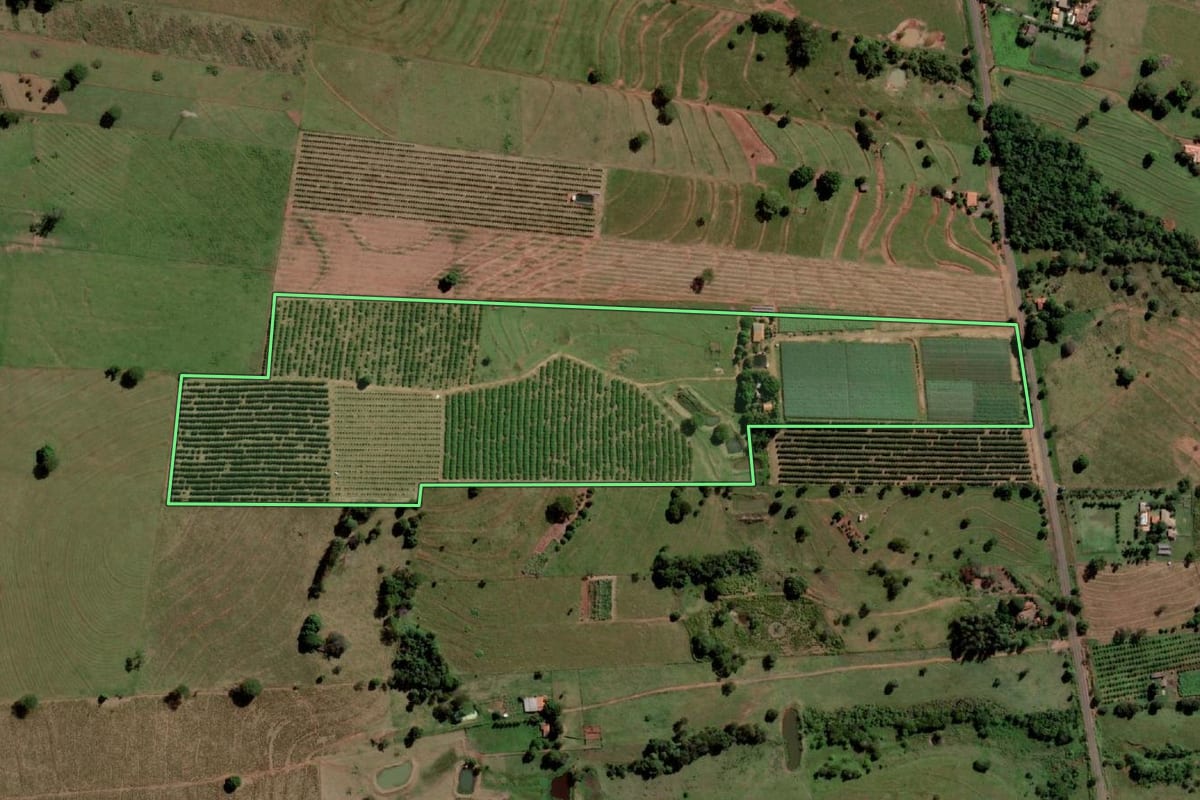 Imagem de satélite do imóvel rural em Palmeira d'Oeste (SP), com o contorno declarado no CAR desenhado por cima.