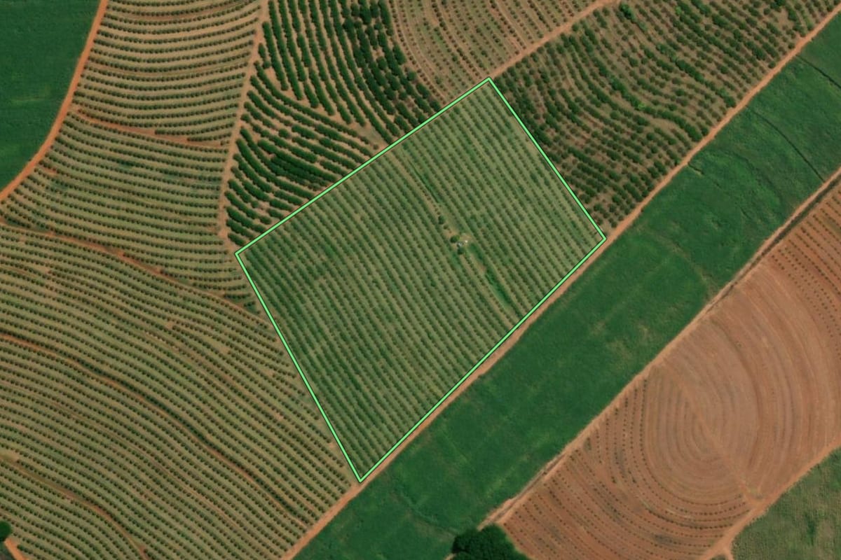 Imagem de satélite do imóvel rural em Pindorama (SP), com o contorno declarado no CAR desenhado por cima.