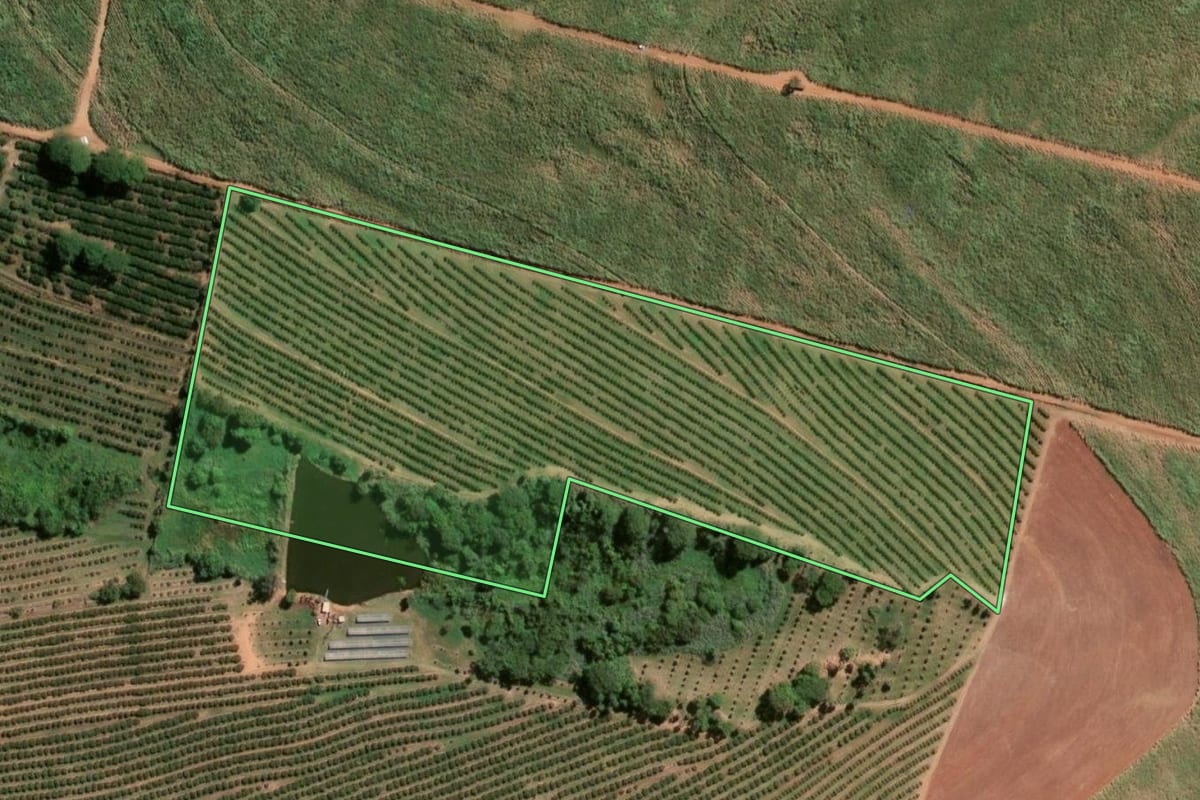 Imagem de satélite do imóvel rural em Vista Alegre do Alto (SP), com o contorno declarado no CAR desenhado por cima.